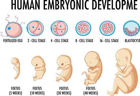 desarrollo embrionario etapas-4